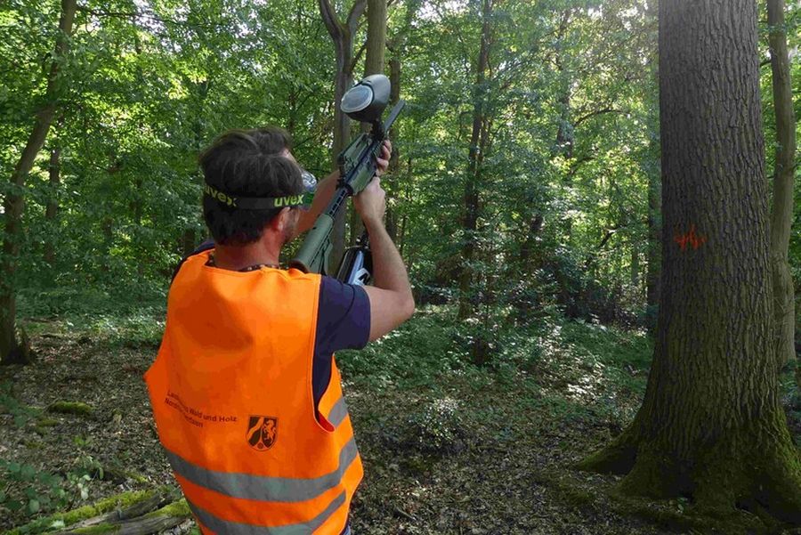 Mit Hilfe von Paintball-Markierern kann das Pheromon gezielt in die Eichenkronen gebracht werden. (Nicole Fiegler/ Wald und Holz NRW)