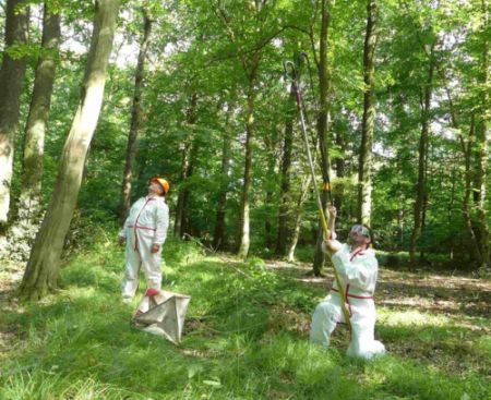 Die Forscher vom Team Wald und Klimaschutz bringen Falterfallen in befallenen und nicht-befallenen Eichen an. (Nicole Fiegler/ Wald und Holz NRW)