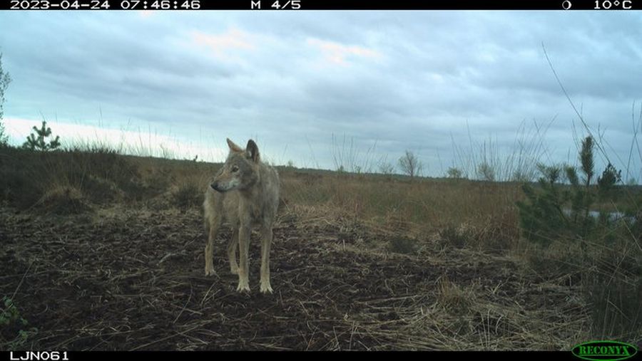 Wolfsnachweis durch Fotofallenaufnahme. (Quelle: © Christian Katt / Landesjägerschaft Niedersachsen e.V.)