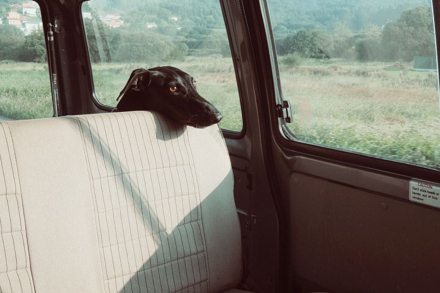 Ein Hund alleine in einem Auto. (Symbolbild: StockSnap auf Pixabay)