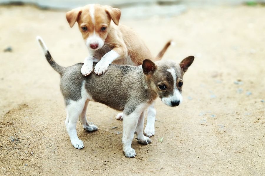 Manch ein Urlauber kann solch süßen Hundewelpen nicht widerstehen und nimmt einen mit zurück nach Hause, um ihm ein vermeintlich besseres Leben zu ermöglichen. (Symbolbild: Sanjay R. auf Pixabay)