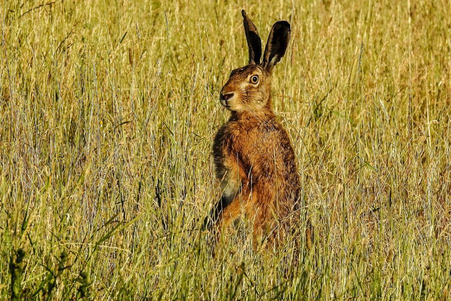 Wer schoss auf den Hasen? Natürlich Jagd