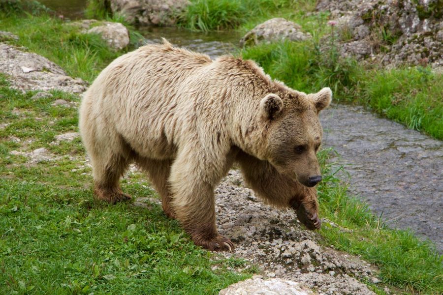 Ein Braunbär neben einem Gebirgsbach. (Symbolbild: Hebi B. auf Pixcabay)