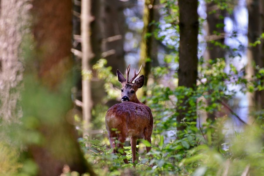 Ein Rehbock, ein sehr guter Gabler, schaut in einem Wald über seinen Rücken zurück die Fotografin an. (Symbolbild: Yvonne Huijbens auf Pixabay)