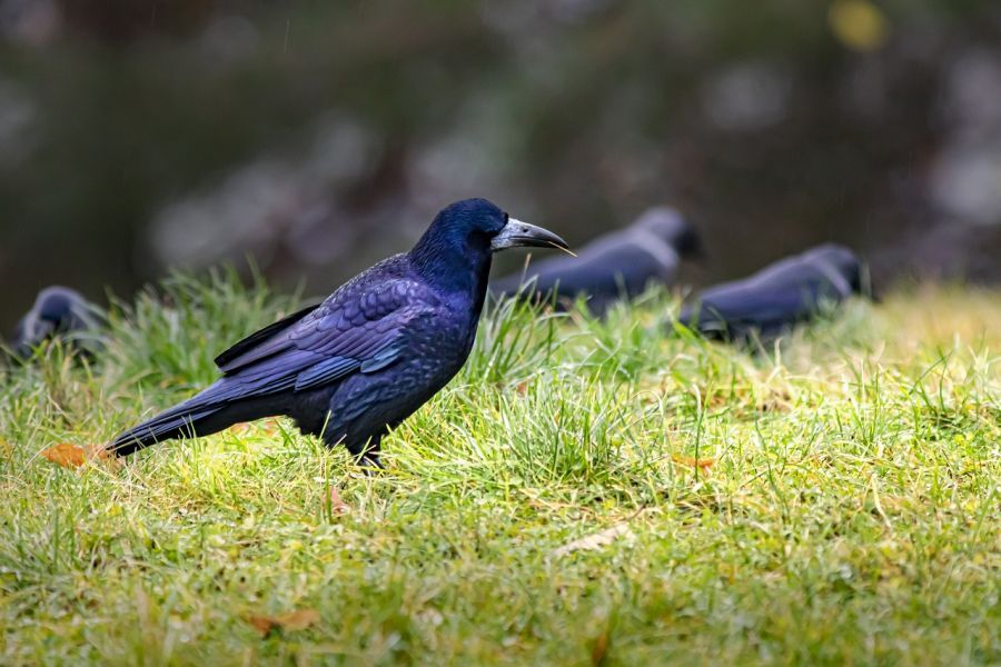 Saatkrähen auf einer Grünfläche. (Foto: Erik Karits auf Pixabay)