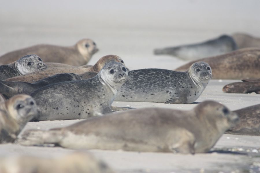 Seehunde am Strand. (Beispielbild: Alicia_Chan auf Pixabay)