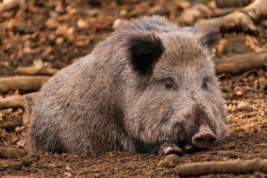 Ein liegendes Wildschwein. (Symbolbild: Petra auf Pixabay)