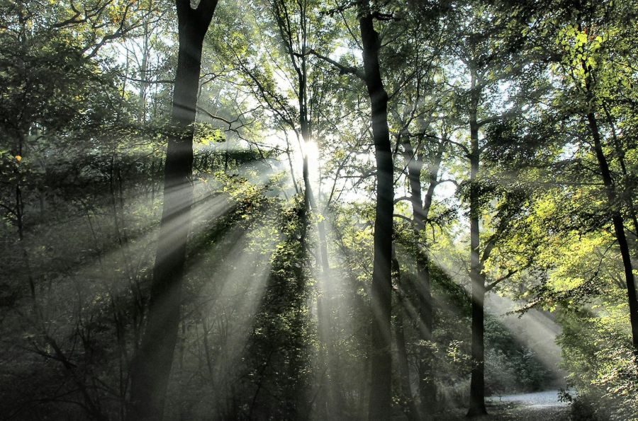 Sonnenstrahlen fallen durch das Blätterdach eines Waldes. (Foto: LJV NRW / A. Kowalewski)