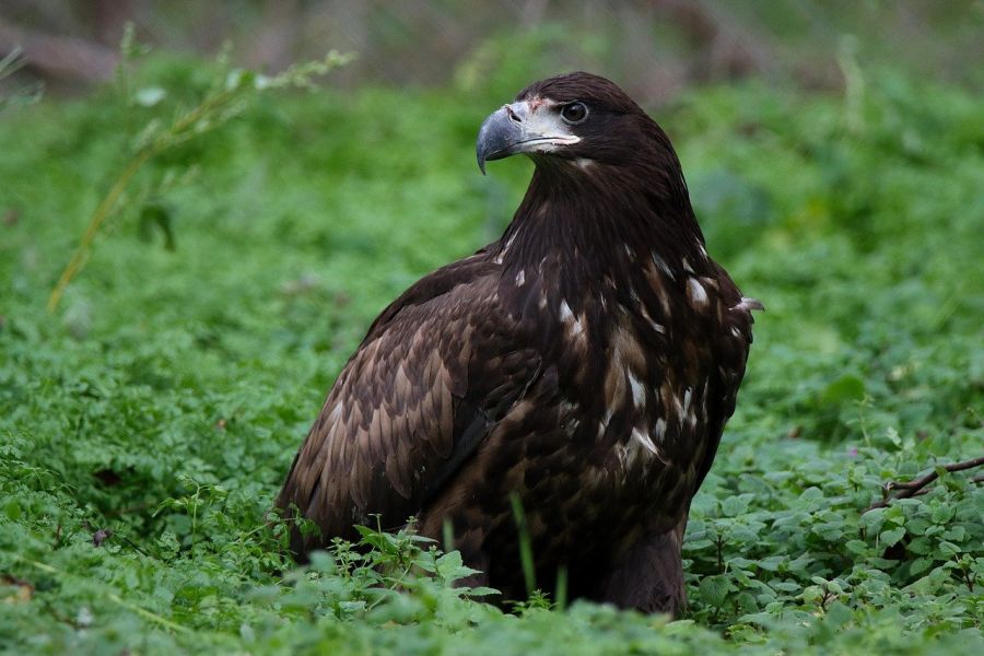 Ein Seeadler. (Beispielbild: Medgyesi Jenő auf Pixabay)