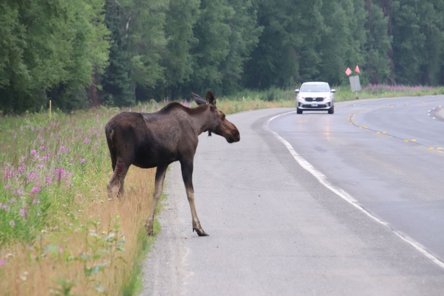 In Skandinavien oder wie hier auf diesem Bild zu sehen, in Alaska, gehören Elche auf den Straßen schon zum gewohnten Bild. (Symbolbild: iStock/R Lolli Morrow)