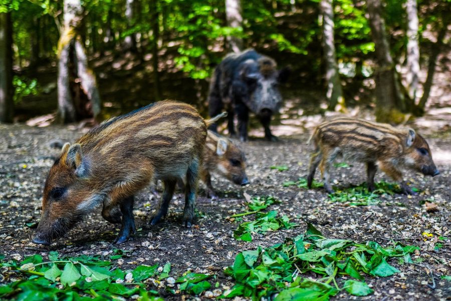 Eine Bache mit ihren gestreiften Frischlingen. (Symbolbild: Michal Renčo auf Pixabay)