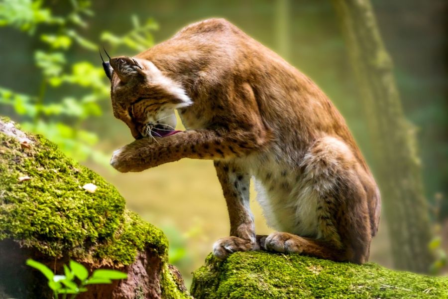 Ein Luchs, der sich die Pfote leckt. (Symbolbild: G.C. auf Pixabay)