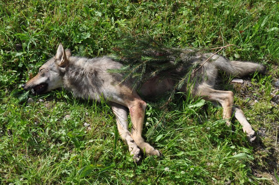 Am Samstag, 8. Juli 2023, wurde im Gebiet Hochkönig und Steinernes Meer der erste Wolf auf Basis der gültigen Problemwolf-Verordnung geschossen. (Foto: Copyright Land Salzburg / Hubert Stock)