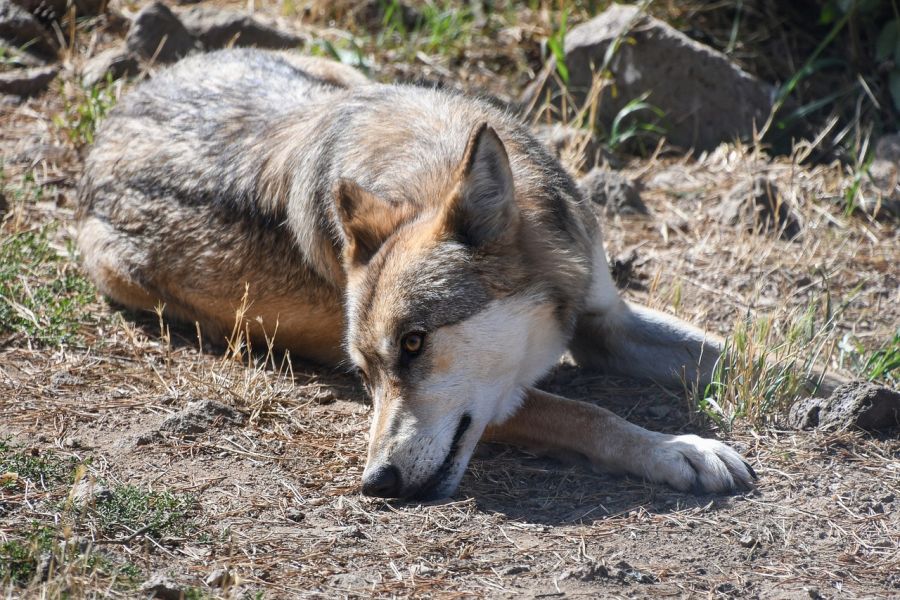 Ein auf dem Boden liegender Wolf. (Symbolbild: Christel SAGNIEZ auf Pixabay)