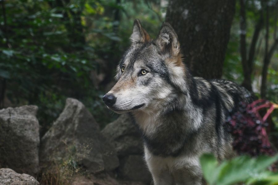 Ein Wolf. (Symbolbild: Christel SAGNIEZ auf Pixabay)
