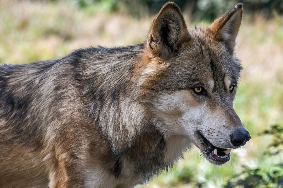 Ein Wolf. (Symbolbild: Christel SAGNIEZ auf Pixabay)