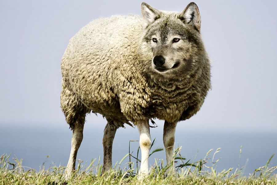 Ein Wolf im Schafspelz. (Symbolbild: Sarah Richter auf Pixabay)
