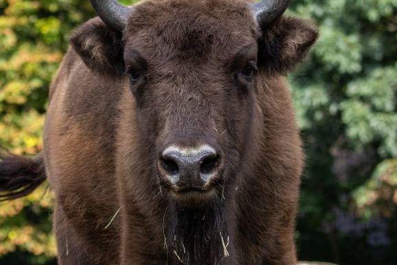 Fast ausgerottet und doch noch da: Das Wisent