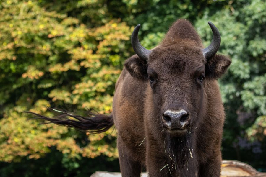 Der Verband der Zoologischen Gärten (VdZ) feiert die Rettung des Europäischen Wisents. Vor 100 Jahren gab es keine freilebenden Tiere mehr in Europa. Dank der Arbeit von Zoos und vielen Partnern leben heute wieder über 8.225 Tiere in Europa. (Foto: Zoo Berlin)