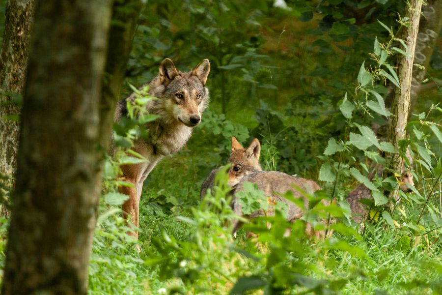 Wölfin mit Welpen im Wald. (Symbolbild: iStock/dschaef)