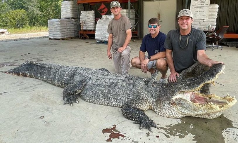 Riesiger Alligator in Mississippi erlegt