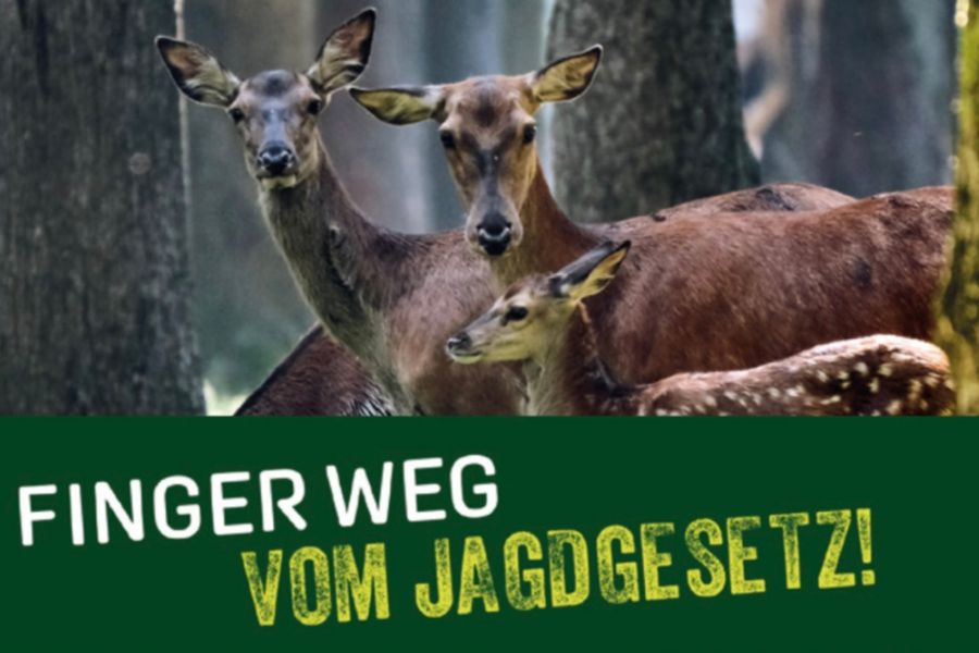 Gemeinsam für die Jagd: Finger weg vom Jagdgesetz!