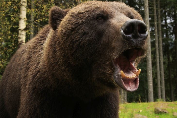 Bärenattacke: Sohn rettet Vater das Leben