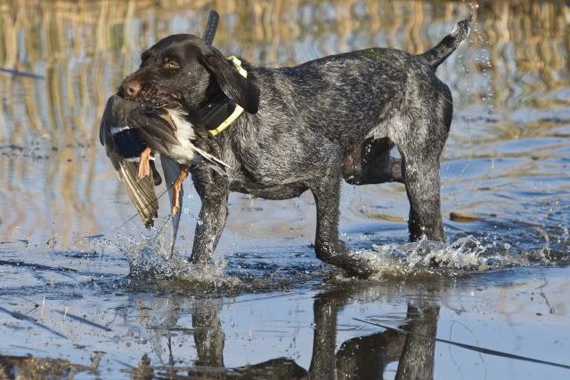 Jäger trifft Jäger am Kopf: Tragisches Unglück bei der Jagdhundausbildung in NRW
