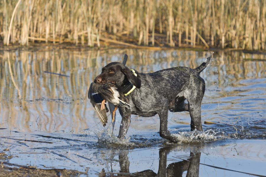 Ein Jagdhund apportiert eine Ente. (Symbolbild: iStock/SteveOehlenschlager)