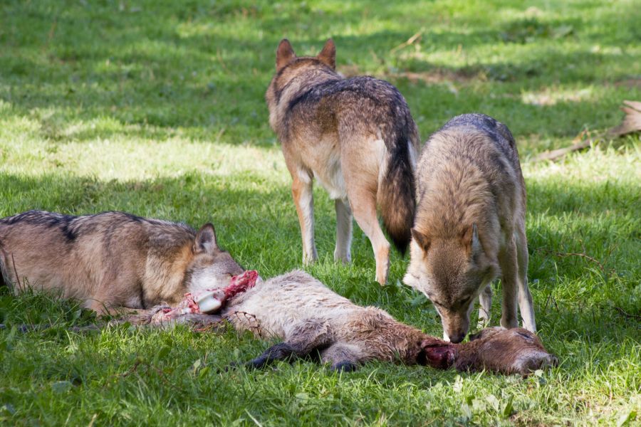 Wolfsangriffe: DJV und DBV fordern Rechtssicherheit für Tierhalter und Jäger. Hier drei Wölfe an einem gerissenen Esel (Quelle: Rolfes/DJV)