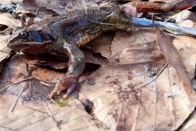 Invasiver Jäger: Waschbär gefährdet heimische Amphibien und Reptilien