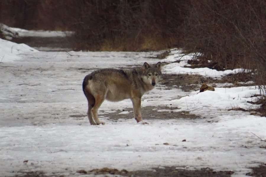 Die Calandawölfin, die Fähe F07. (Foto: ©Amt für Jagd und Fischerei)