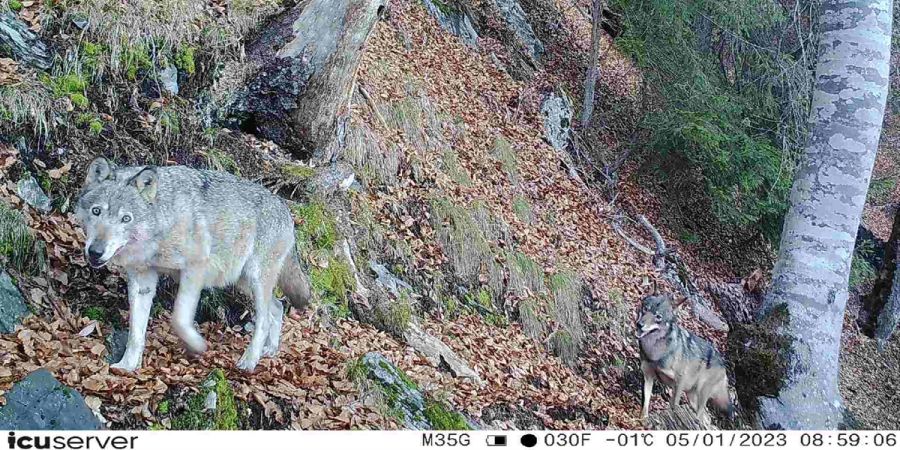 Die Calandawölfin mit einem weiteren Wolf, aufgenommen von einer Wildkamera. (Foto: ©Amt für Jagd und Fischerei)
