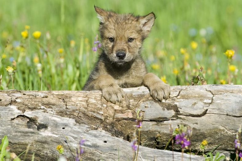 Wolfswelpe starb an Parvovirose-Infizierung