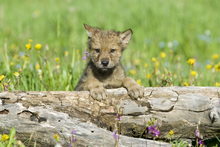 Ein Wolfswelpe hinter einem Baumstamm. (Symbolbild: iSTock/JohnPitcher)