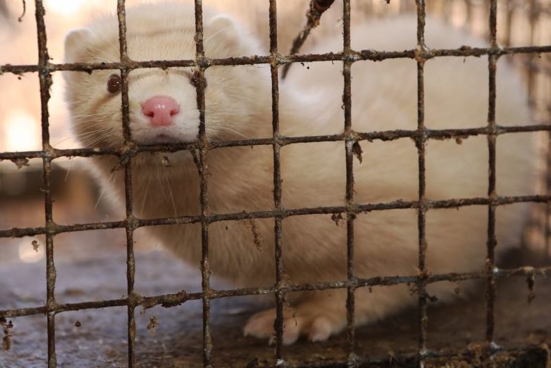 Vogelrippe: 120.000 Nerze mussten schon sterben