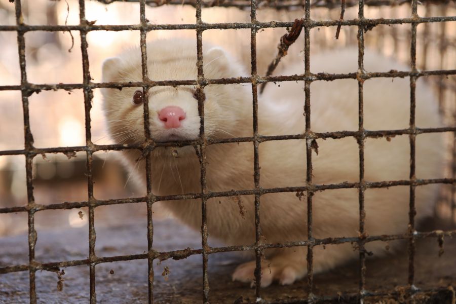 Ein Nerz, eingesperrt in einer Pelztierfarm. (Beispielbild: iStock/Neznam)