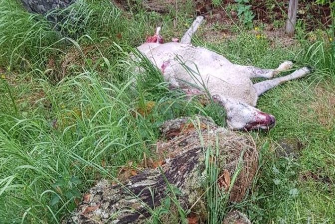 Schafsrisse durch Wölfe fast verfünffacht