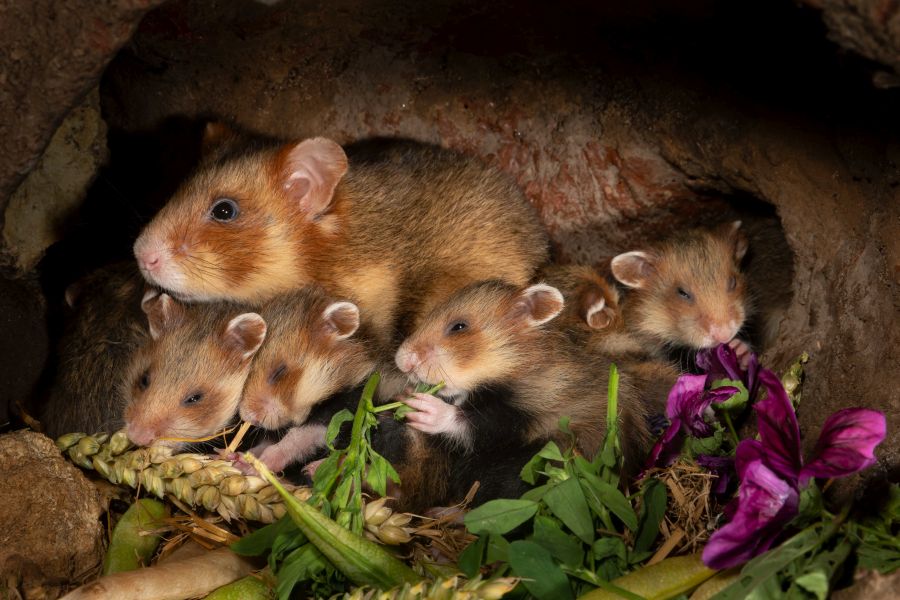 Das neue hessische Projekt „MetaHamster“ hat sich den Erhalt des Feldhamsters (Cricetus cricetus) zum Ziel gesetzt.(Foto: Manfred Sattler)