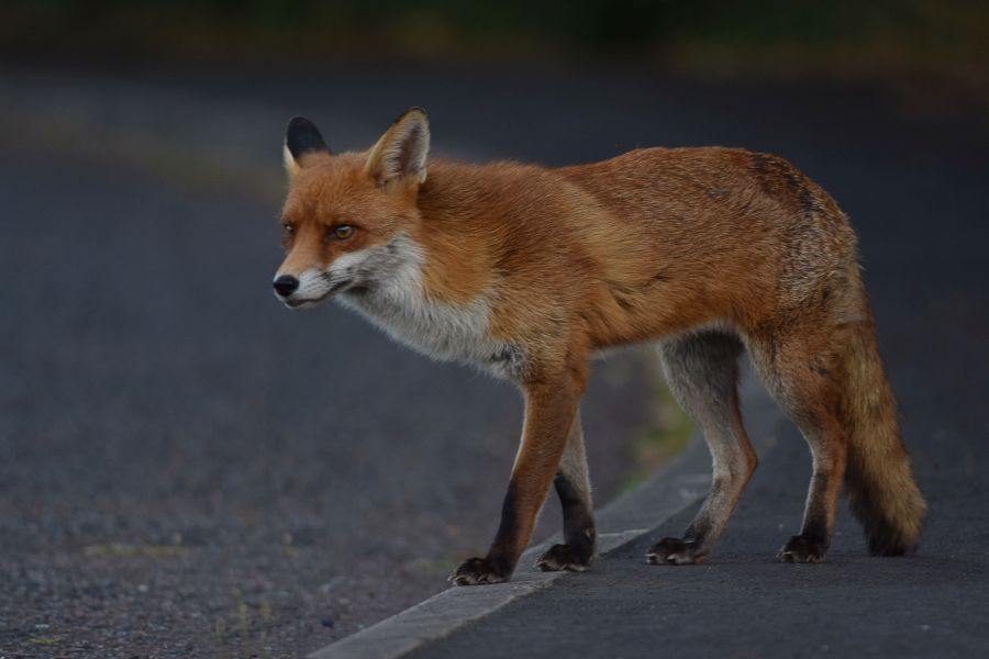 Ein Rotfuchs auf einer asphaltierten Straße. (Symbolbild: iStock/Peter Clayton Photography)