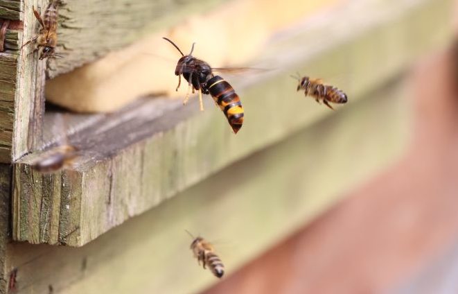 Asiatische Hornisse breitet sich weiter in Deutschland aus