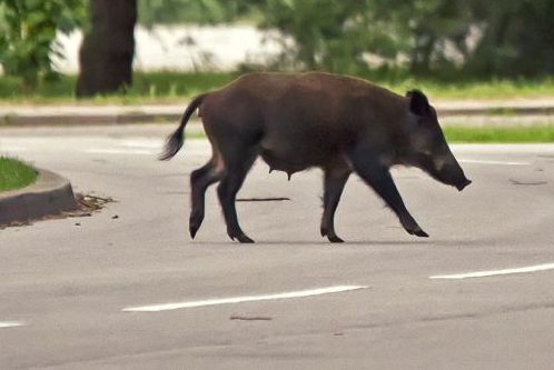 Wildsau hält Polizei in Heidelberg auf Trab