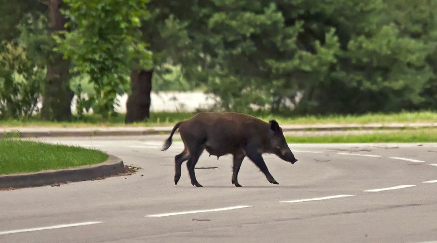 Eine ausgewachsene Wildschweinbache, bei der deutlich zwei Striche erkennbar sind, quert eine Straße. (Symbolbild: iStock/wrzesientomek)