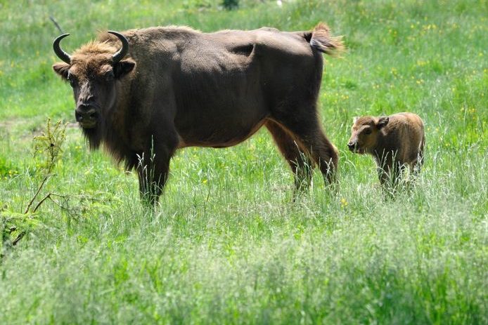 Wisent-Trägerverein stellt Insolvenzantrag