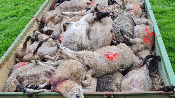 Insgesamt 55 tote Schafe lautet das traurige Ergebnis eines Wolfsangriffs auf eine Schafherde in Gräpel. Anhängerweise werden die Tierkadaver von der Weide gebracht. (Foto: Olaf Plehn)