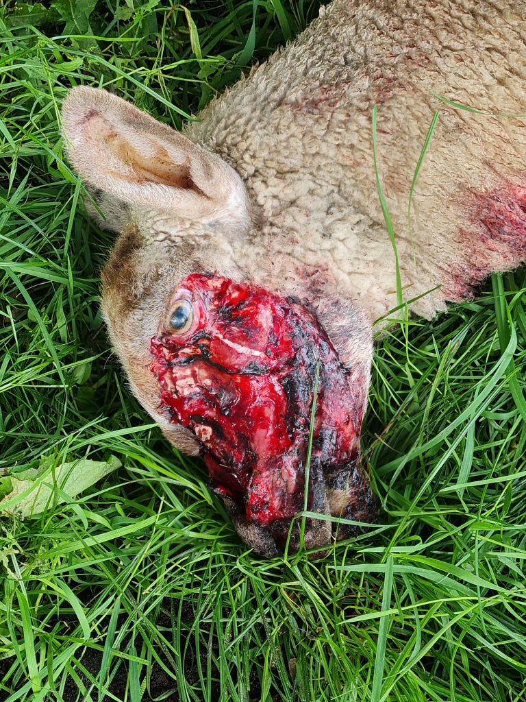 Eines der übel zugerichteten, getöteten Schafe. (Foto: Olaf Plehn)