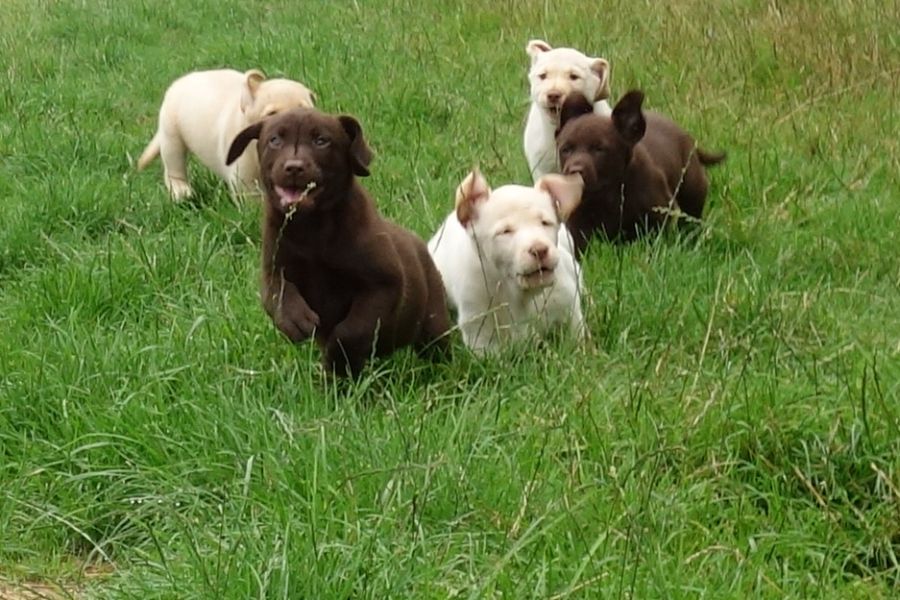 Die Labrador Retriever Welpen. (Foto: Polizei)