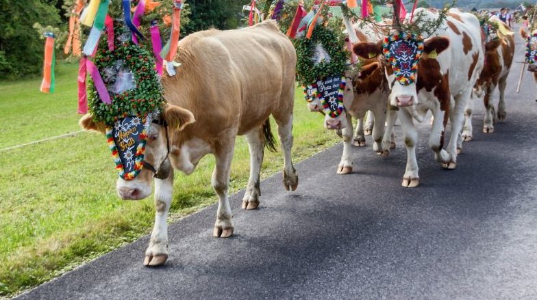 Kein festlicher Almabtrieb beim Bauernherbst: Landwirte setzen ein Zeichen gegen den Wolf