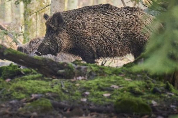 Sozialministerium und Landesjagdverband vereinbaren Details zur Bekämpfung der Schweinepest in Ostsachsen