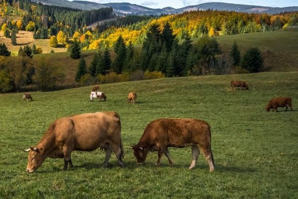 Kugelschuss zur Schlachtung von ganzjährig im Freien gehaltenen Rindern zulässig